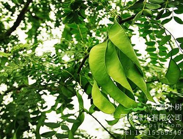 皂角树在风水中的功能，皂角树的风水禁忌有哪些？