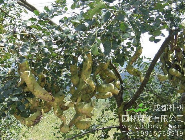 皂角树价格表，皂角树价格和发展咋样？