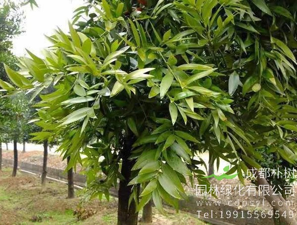 竹柏价格，竹柏价格为什么这么贵？