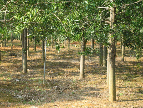 竹柏价格-图片-形态特征-产地生境-生长习性-主要价值以及植物文化