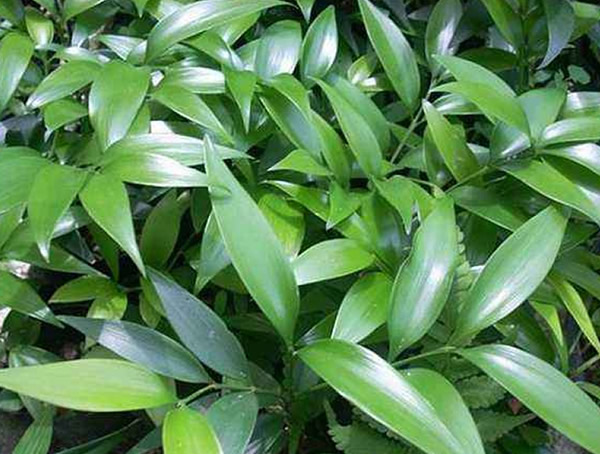 竹柏繁殖方法、栽培技术以及病虫防治介绍