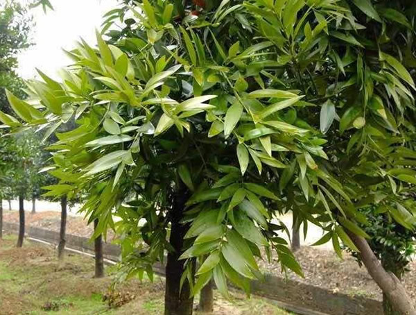 竹柏价格，竹柏价格为什么这么贵？