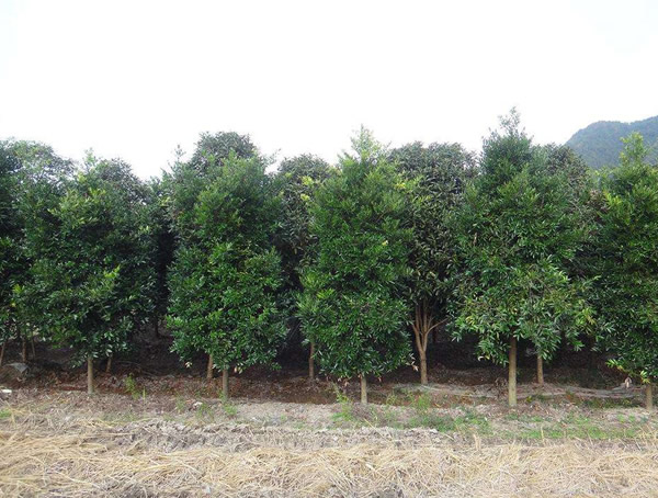 竹柏的功效与作用，竹柏有哪些价值？