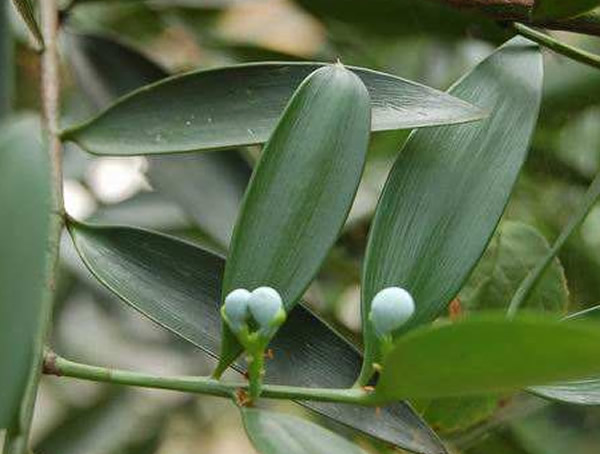 竹柏的寓意是什么，竹柏树与风水学的关系