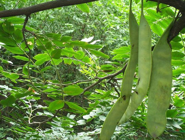 皂角树价格-图片-形态特征-地理分布-生态习性以及经济价值