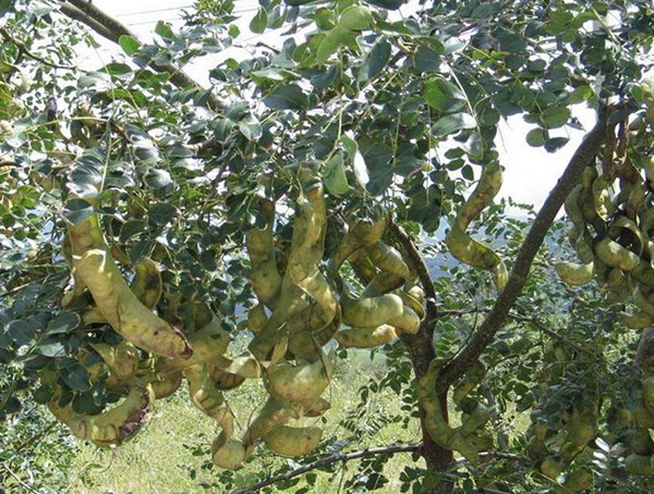 皂角树价格表，皂角树价格和发展咋样？