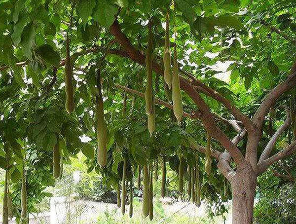 皂角树的功效与作用，皂角树的用途有哪些？