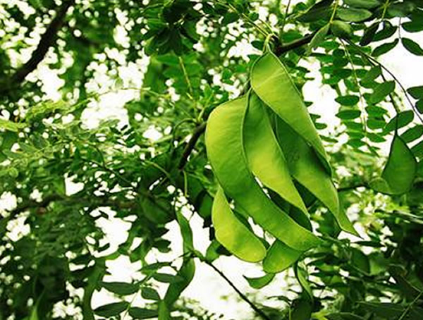 皂角树在风水中的作用，皂角树的风水禁忌有哪些？