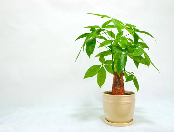 发财树价格-图片-形态特征-分布范围-生长环境以及主要价值