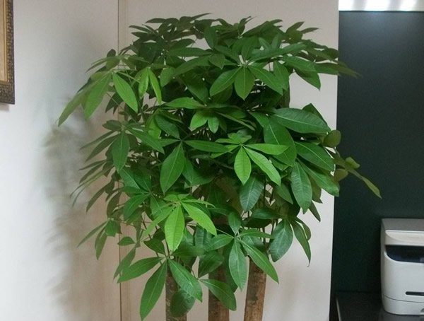 发财树繁殖方式、栽培技术以及病虫防治介绍