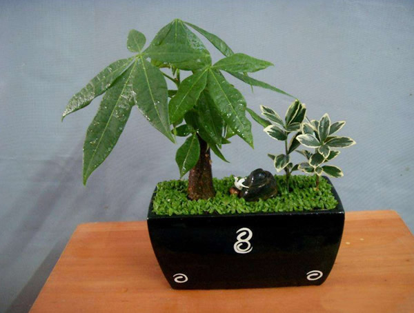 发财树价格，发财树价格一般在多少钱？