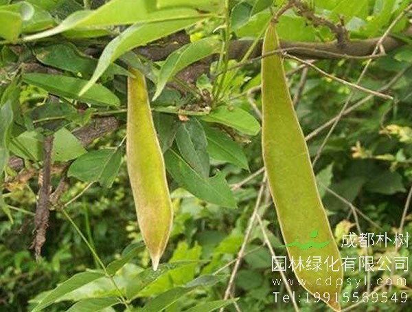 皂角树在风水中的功能，皂角树的风水禁忌有哪些？
