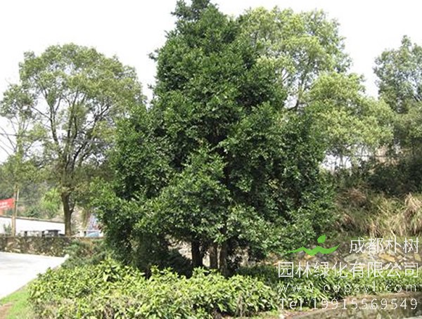 竹柏价格，竹柏价格为什么这么贵？