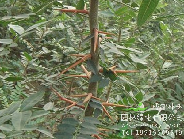 皂角树栽培技术以及主要虫害防治介绍