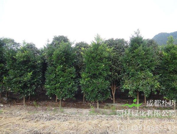 竹柏的功效与作用，竹柏有哪些价值？