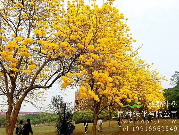 黄花风铃木的繁殖方法、栽培技术以及病虫防治介绍