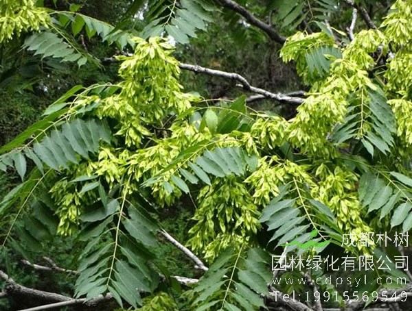 椿树价格-图片-形态特征-生态习性-物种分布以及应用价值