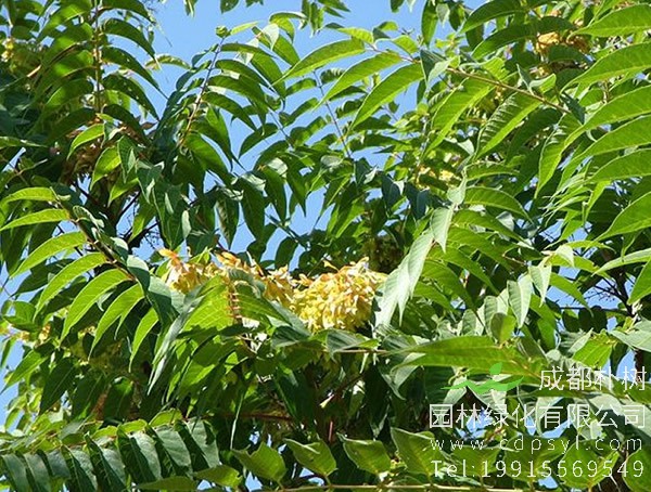 椿树皮的功效与作用，椿树的价值有哪些？