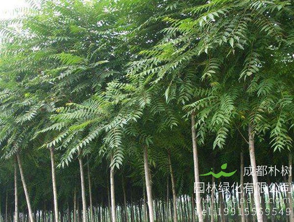 椿树皮的功效与作用，椿树的价值有哪些？