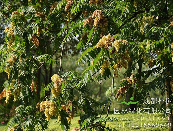 椿树的繁殖育苗、栽培管理以及病虫防治介绍