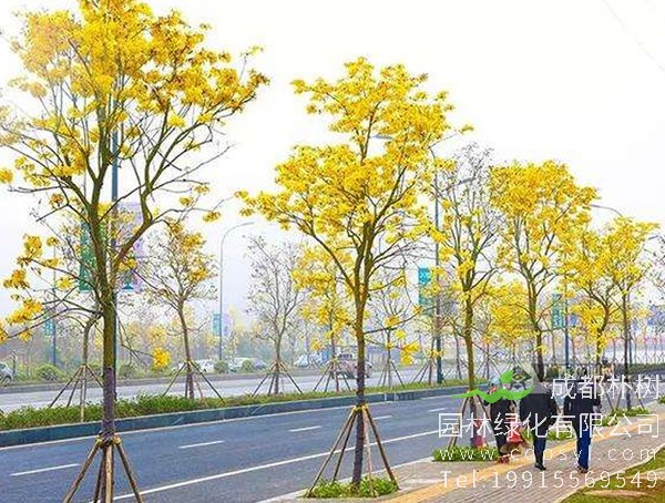 黄花风铃木价格-图片-形态特征-地理分布-生长习性以及主要价值