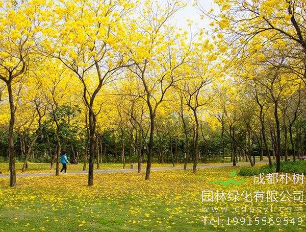黄花风铃木价格-图片-形态特征-地理分布-生长习性以及主要价值
