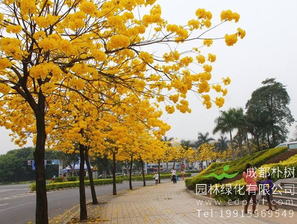 黄花风铃木价格-图片-形态特征-地理分布-生长习性以及主要价值