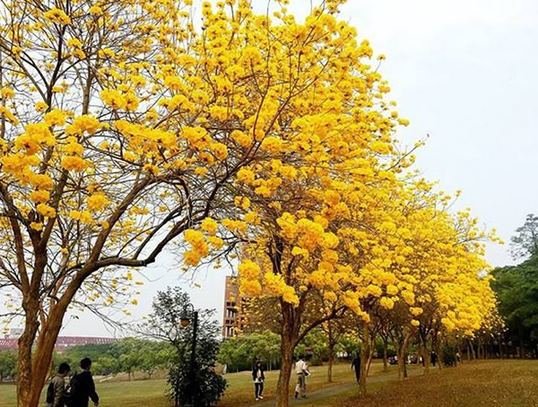 黄花风铃木价格-图片-形态特征-地理分布-生长习性以及主要价值