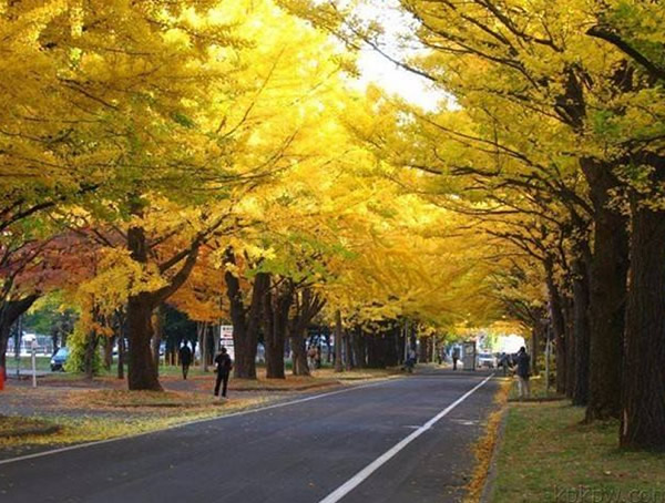 黄花风铃木价格一般是多少，成都黄花风铃木价格