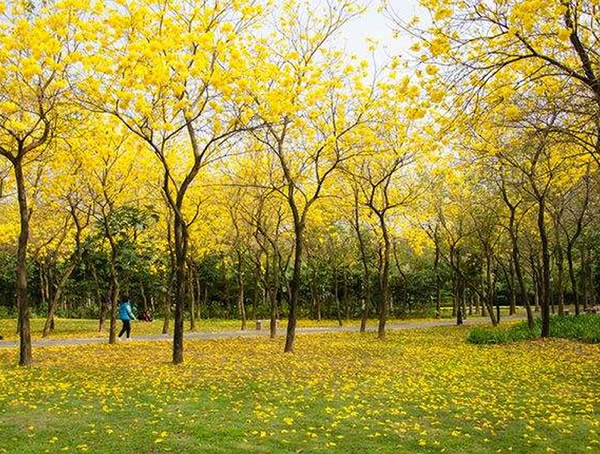 黄花风铃木花期是几月份？花期有多长？
