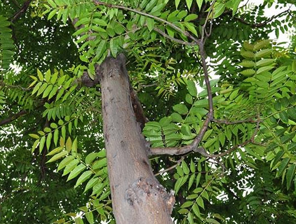 椿树价格-图片-形态特征-生态习性-物种分布以及应用价值