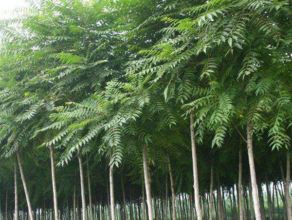 椿树皮的功效与作用，椿树的价值有哪些？