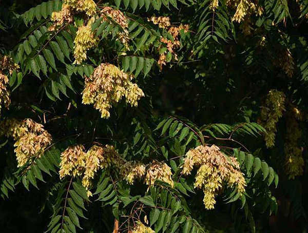 椿树的价格，一棵椿树能卖多少钱？