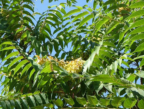 椿树的寓意是什么？坟上长椿树的寓意有哪些？