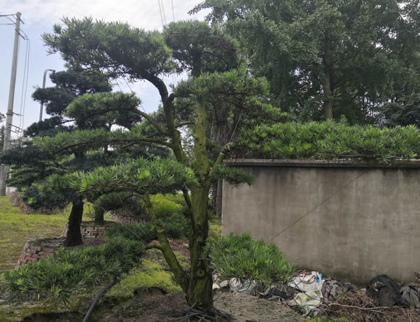 罗汉松价格-图片-形态特征-主要变种-生长环境-分布范围-主要价值以及植物文化