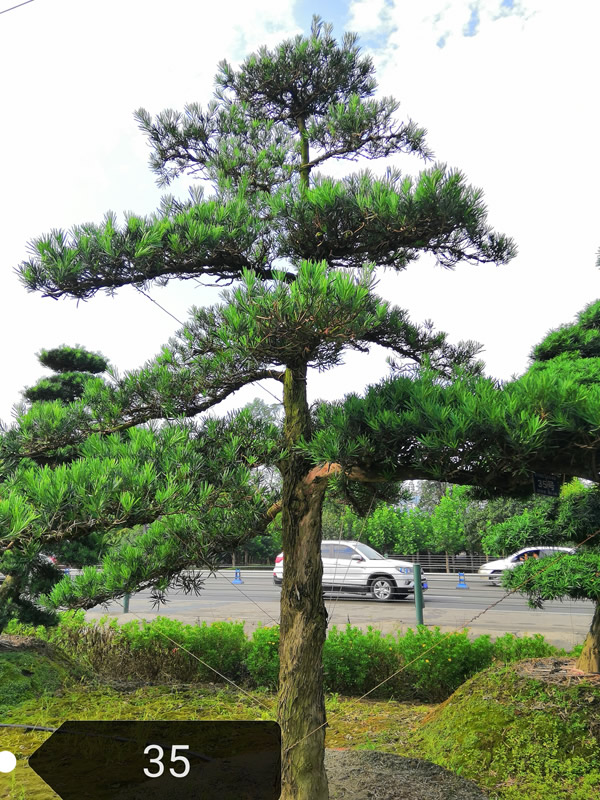 罗汉松的繁殖方法、栽培技术以及病虫防治方法介绍