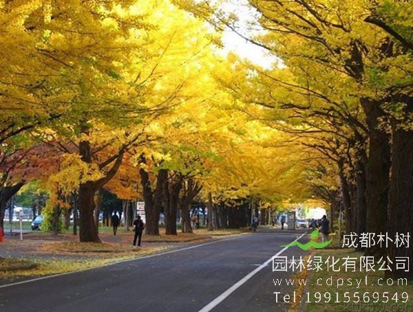 黄花风铃木价格一般是多少，成都黄花风铃木价格