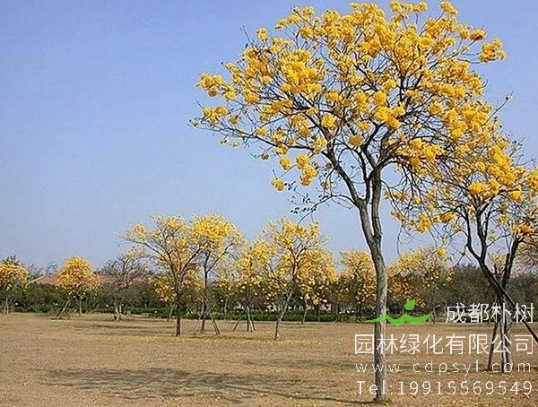 黄花风铃木的功效与作用，黄花风铃木的价值有哪些？