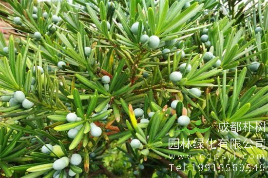 罗汉松的果子可以吃吗？