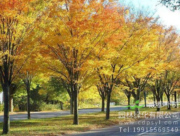 榉树价格-图片-形态特征-生境分布-生长习性以及主要价值