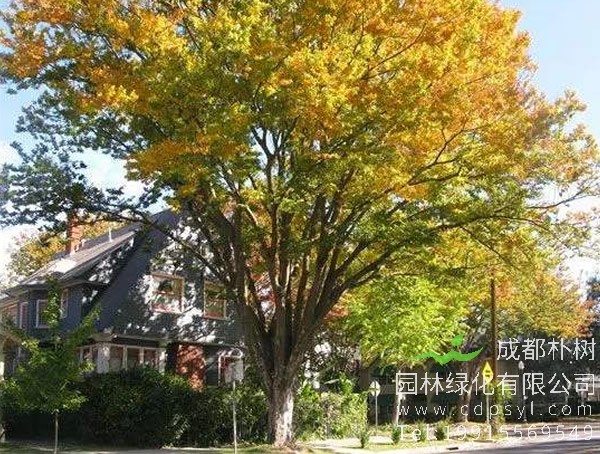 榉树价格-图片-形态特征-生境分布-生长习性以及主要价值