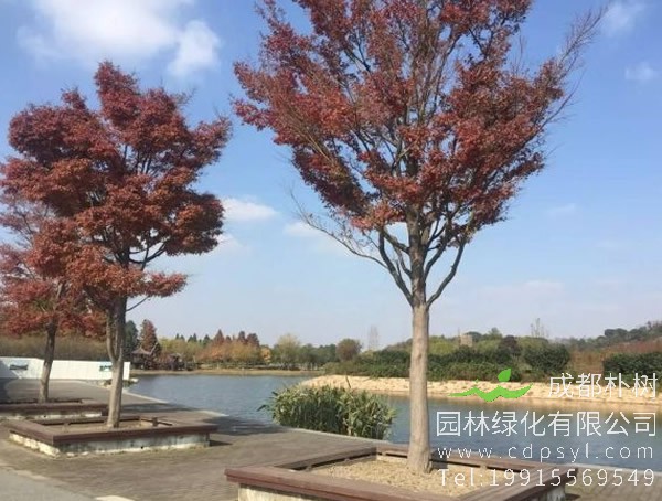 榉树价格-图片-形态特征-生境分布-生长习性以及主要价值