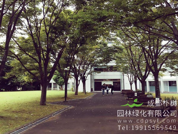 榉树的栽培技术介绍，种植榉树有哪些注意事项？