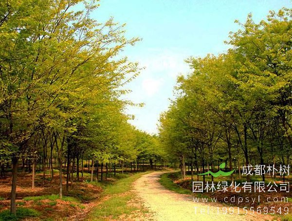 榉树的栽培技术介绍，种植榉树有哪些注意事项？