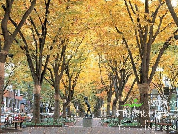 种植榉树的经济效益，种植榉树的前景怎么样？