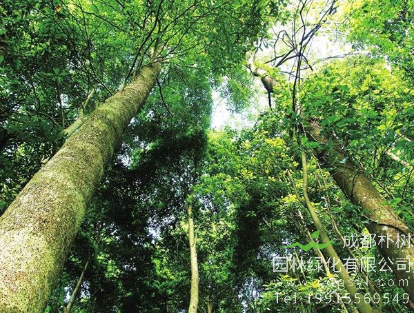 楠木价格-图片-形态特征-生长环境-主要品类-分布情况以及主要价值