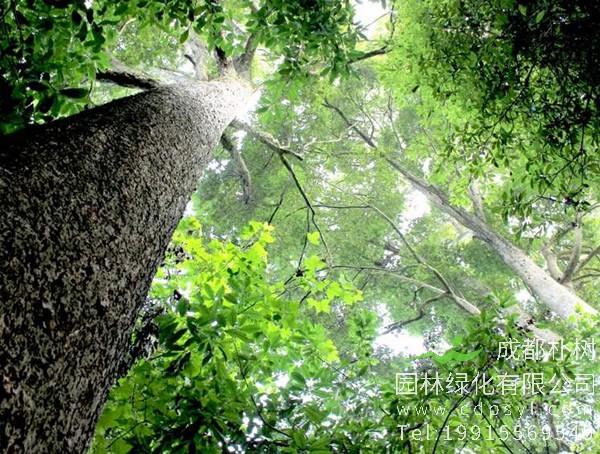 楠木的栽培技术以及病虫防治介绍