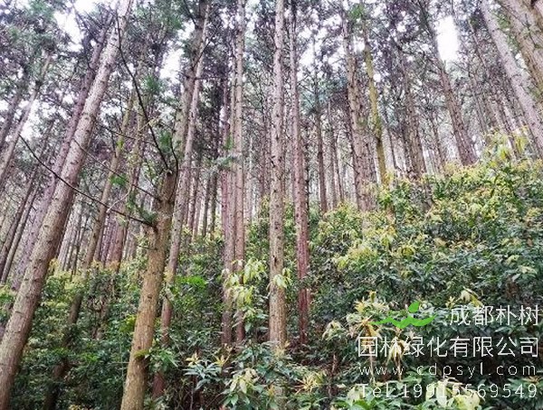 楠木价格-图片-形态特征-生长环境-主要品类-分布情况以及主要价值