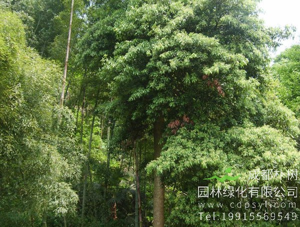 楠木的寓意象征有哪些？楠木象征着什么精神？