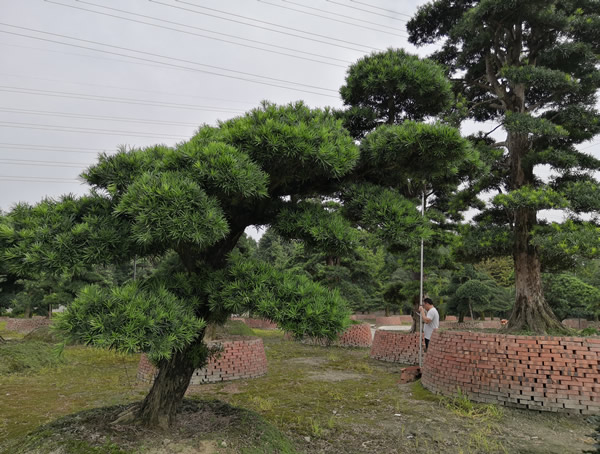 罗汉松的养殖方法，有哪些注意事项？